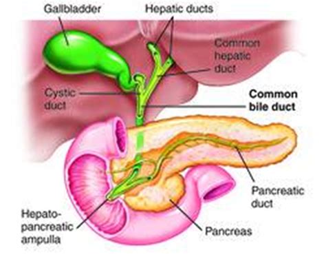 MBBS Medicine (Humanity First): The Gallbladder and bile ducts