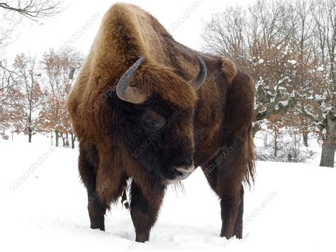 European bison - Stock Image - C038/6457 - Science Photo Library