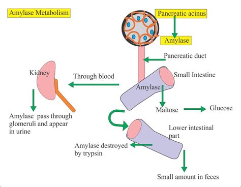 Pancreatic Functions and Acute pancreatitis – Labpedia.net