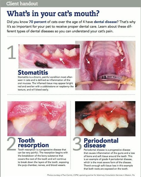 tooth resorption cats client handout - Very Strong E-Journal Bildergalerie