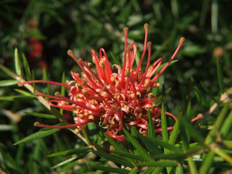 Grevillea juniperiana (prostrate red) - Andreasens Green