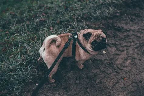 How To Keep Your Pug Healthy And Fit? | Ideal Weight + Care