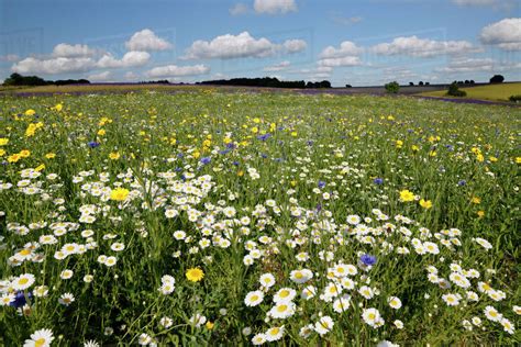 Wild flowers growing on grassland, Snowshill, Cotswolds ...