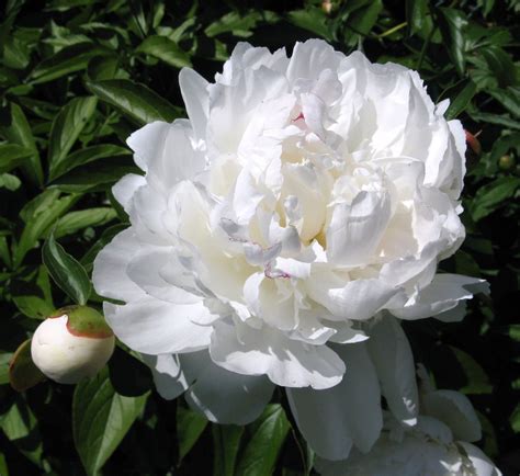 White Peony | Ellen | Flickr