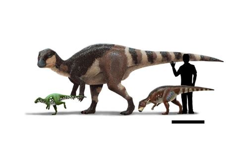 Europe's very own dinosaurs: The enigmatic Late Cretaceous rhabdodontids