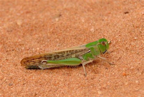 Migratory Locust, Locusta Migratoria Stock Image - Image of view ...