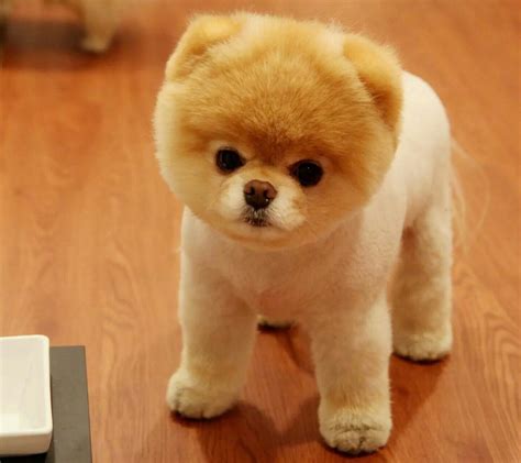 Boo The Cutest Dog, World Cutest Dog, Cutest Dog Ever, Cutest Puppy, Cute Puppies, Dogs And ...