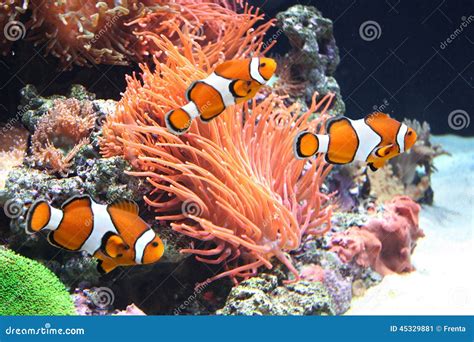 Sea anemone and clown fish stock image. Image of clown - 45329881