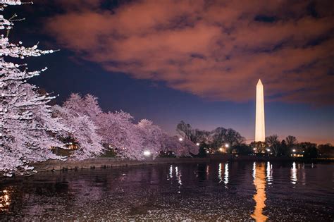 How to Photograph Cherry Blossoms at Night — Lincoln Photography