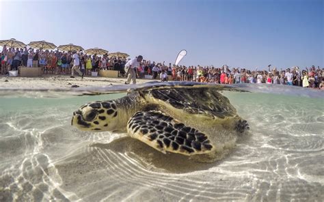 Sea turtle conservation project ripples into ecological and awareness gains across the region ...