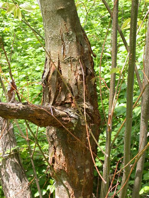 American Chestnut Infected With Blight | Chestnut blight is … | Flickr