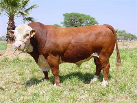 Namibia Hereford Cattle Breeders Association: Members