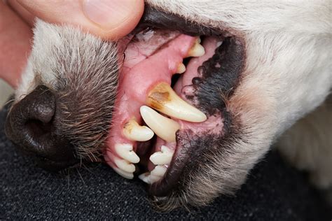 Dental Care for your Dog – My Pet's Animal Hospital