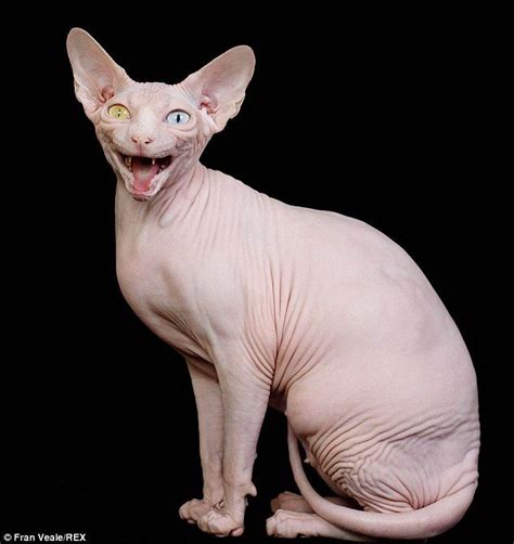 The odd-eyed hairless Sphynx cat who's a prize-winning champion | Hairless cat, Sphynx cat, Cat ...