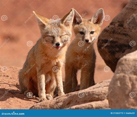 Kit Fox Puppy And Mother Stock Photography - Image: 21263772