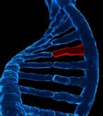 Genetic Disorders - Human Genetic Disorders