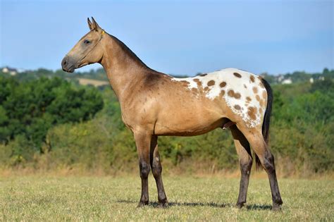 Nez Perce horse (Akhal Teke x Appaloosa) | Horse breeds, Horses, Appaloosa horses