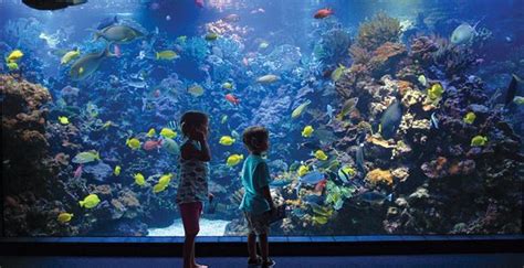 Maui Ocean Center - 와일루쿠 - Maui Ocean Center의 리뷰 - 트립어드바이저