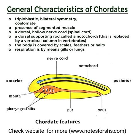 General characteristics of Chordates in 2023 | Basic english sentences ...