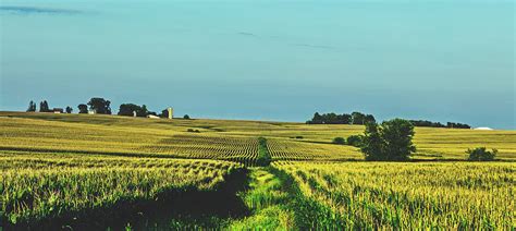 Cornfields Of Buchanan County, Iowa Photograph by Mountain Dreams ...