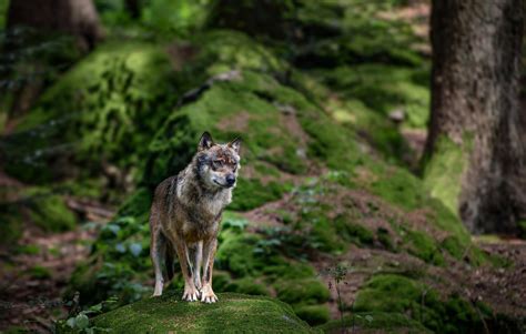 Download Animal Wolf HD Wallpaper