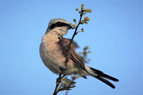 Red-Backed Shrike Migration Branch - Free photo on Pixabay - Pixabay