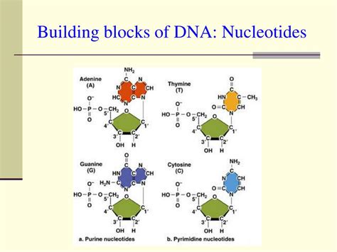 PPT - DNA to PROTEIN CHAPTER 12 PowerPoint Presentation, free download - ID:4742350