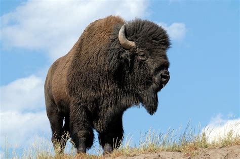 American Bison (American Buffalo) Facts, Habitat, Diet, Life Cycle ...