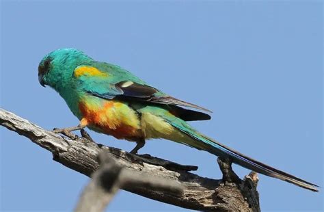 Mulga Parrot - Habitat Breeding Subsppecies Diet and Foraging