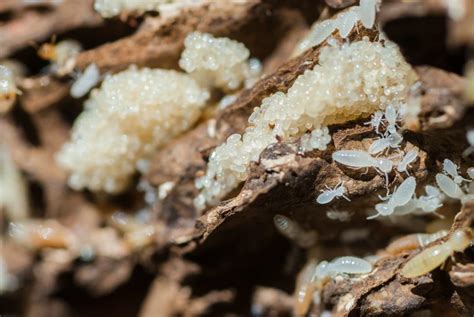 What Do Termite Eggs Look Like? | On Demand Pest Control