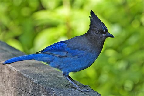 island life- in a monastery: BIRDING PROJECT- THE STELLER'S JAY