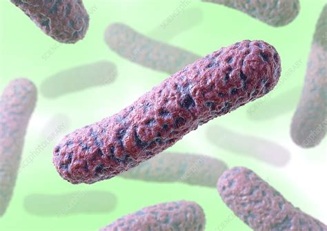 Rod-shaped bacteria, artwork - Stock Image - C009/5037 - Science Photo ...