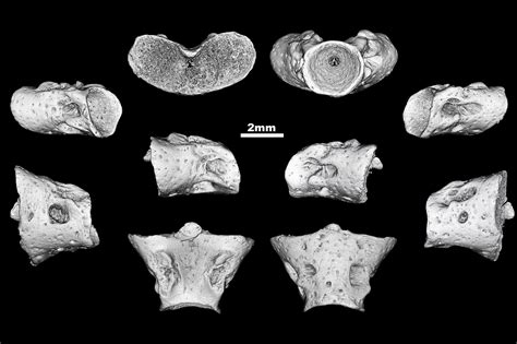 168-million-year-old salamander species discovered in Russia ...