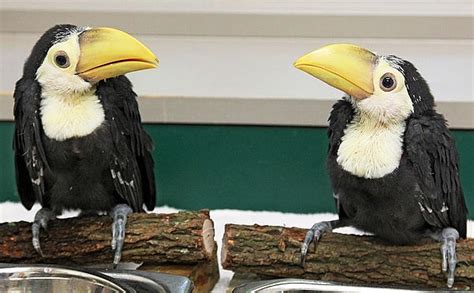 New Pair of Toucan Chicks - Baby Animal Zoo