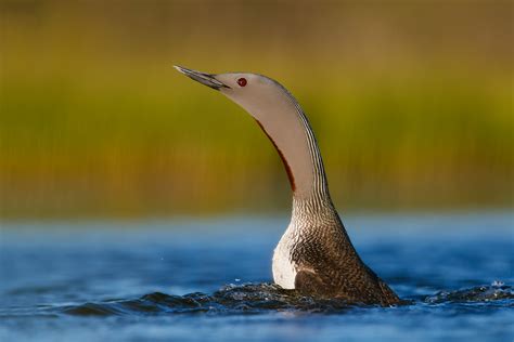 Red-throated Loons in Central Sweden – Daniel Pettersson Photography