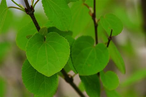 Katsura Tree, leaves | Cercidiphyllum japonicum | AaronGrabiak.com | Flickr