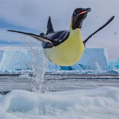 Happy World Penguin Day! When being chased by Leopard Seals, Emperor Penguins reach such high ...