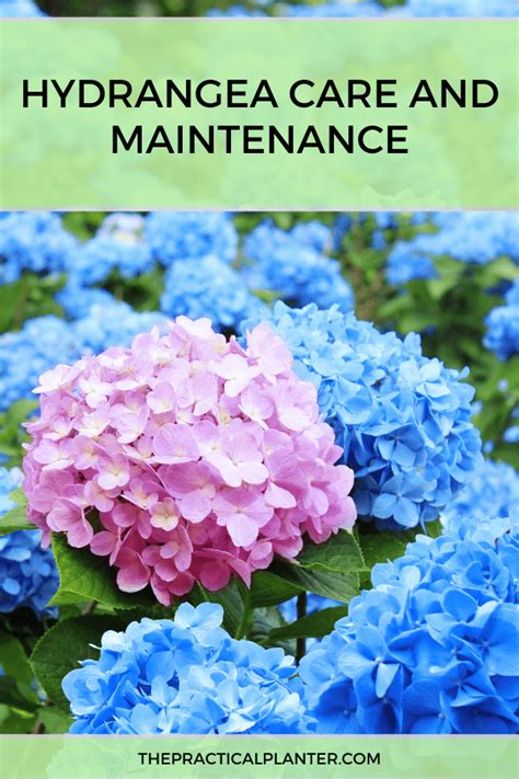 Hydrangea Care and Maintenance (Tips for Growing Indoor and Outdoor) - The Practical Planter