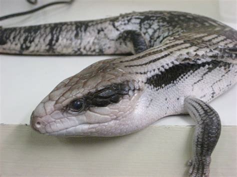 Eastern Blue-tongue Lizard - The Australian Museum