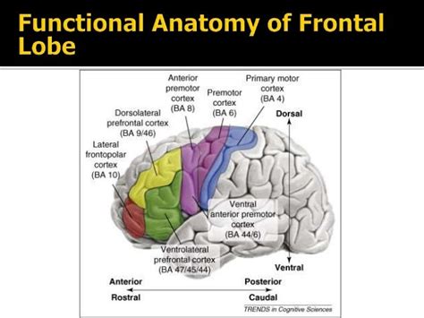 Anatomy of Frontal lobe