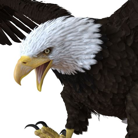 bald eagle 3d model