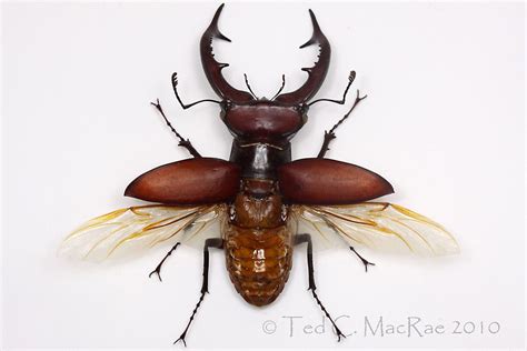 North America’s largest stag beetle | Stag beetle, Animals bugs, Insect art