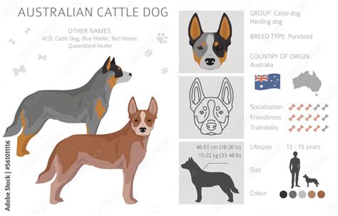 Australian cattle dog all colours clipart. Different coat colors and poses set Stock Vector ...