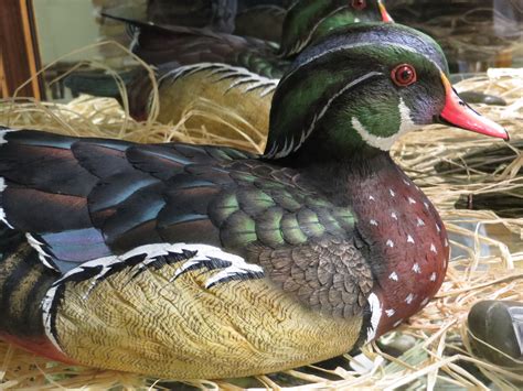 Wood Duck Carving. Photo by Frederick Meekins | Decoy carving, Wood carving patterns, Wood ducks