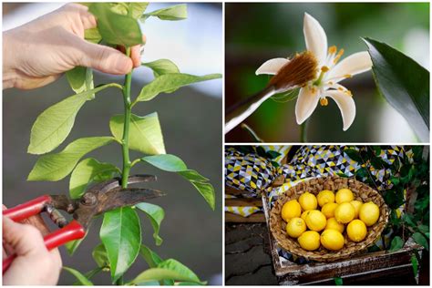 How To Grow A Meyer Lemon Tree Indoors That Actually Produces Lemons (2023)