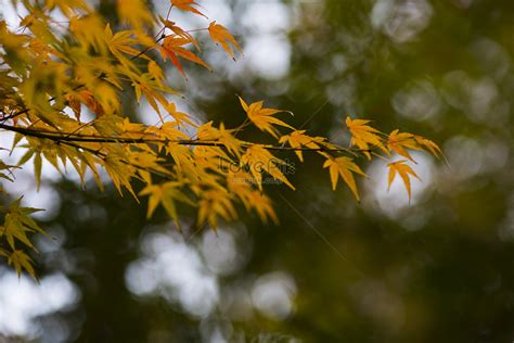 Red Maple Leaves In Chinese Style Picture And HD Photos | Free Download ...