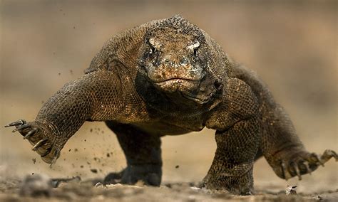 Here be dragons! World's biggest man-eating lizards captured up close ...