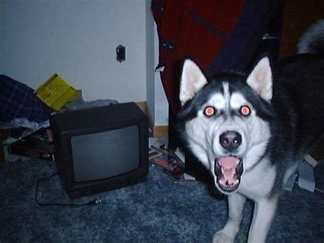 White Wolf : Huskies Go Crazy: 17 Funny Husky Pictures That Will Put A ...