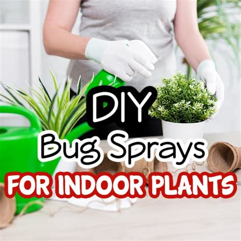 7 Homemade Bug Sprays For Indoor Plants