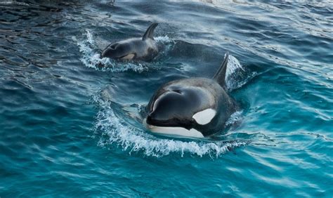 Orca Attack On A Juvenile Whale Shark Caught On Camera